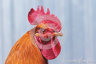 Portrait of an orange cock close-up in a profile on a gray blurry background_ Stock Photo