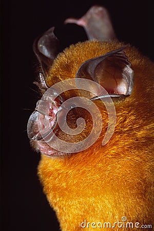 Portrait of an orange horseshoe bat Stock Photo