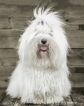 Portrait of an original Coton de TulÃ©ar dog - pure white like c Stock Photo
