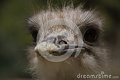 Portrait of ostrich in the field Stock Photo