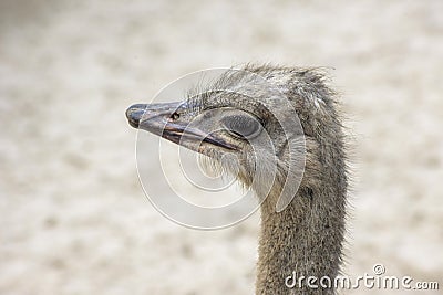 Portrait of an ostrich in nature Stock Photo