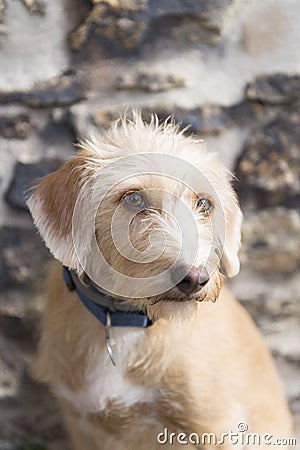 Portriat little cross breed dog Stock Photo