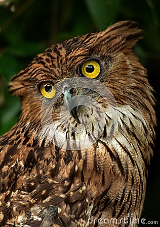 Portrait of an owl Stock Photo