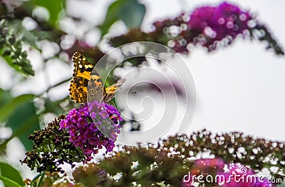 Portrait of a painted lady butterfly sitting on the flowers of a butterfly bush, common cosmopolitan insect specie Stock Photo