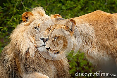 Portrait of pair of African lions, Panthera leo, detail of big animal, evening sun, Chobe National Park, Botswana, Africa. Cat in Stock Photo