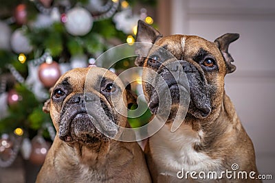 Portrait of pair of brown French Bulldog dogs sitting in front of decorated Christmas tree Stock Photo