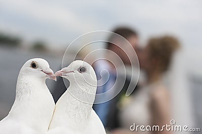 Portrait of a pair of doves on the background of a human couple of silhouettes of a kissing couple in love. Stock Photo