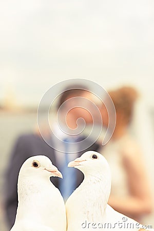 Portrait of a pair of doves on the background of a human couple of silhouettes of a kissing couple in love Stock Photo