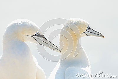 Portrait of pair of Northern Gannet, Sula bassana, Two birds love in soft light, animal love behaviour Stock Photo