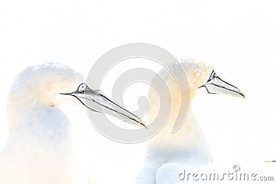 Portrait of pair of Northern Gannet, Sula bassana, Two birds love in soft light, animal love behaviour Stock Photo