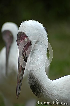 A portrait of a pair of siberian white cranes Stock Photo