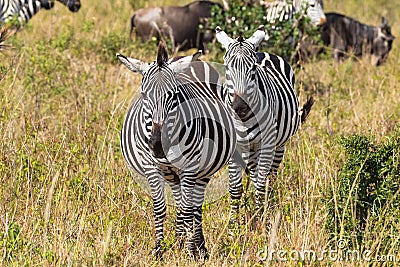 Portrait of a pair of zebras. Masai Mara, Kenya Stock Photo