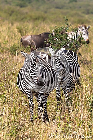 Portrait of a pair of zebras in savannah. Masai Mara, Kenya Stock Photo