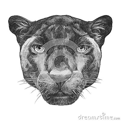 Portrait of Panther. Cartoon Illustration