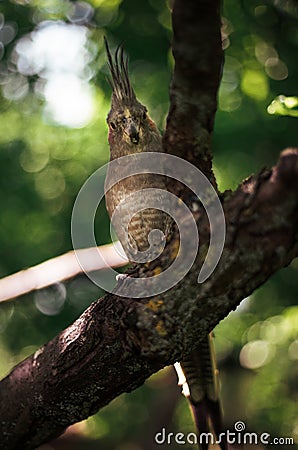 Portrait of parrot Cockatiel sitting on the tree branch in forest - green background Stock Photo