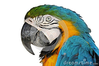 Portrait parrot Stock Photo