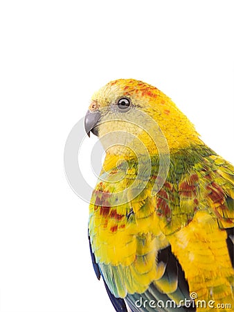 portrait parrot haematonotus psephotus isolated Stock Photo