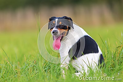 Portrait of a Parson Russell Terrier Stock Photo
