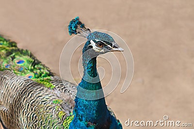 Portrait of Peafowl or peacock agaisnt sand background close up Stock Photo