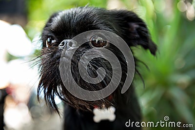 Portrait of pedigree dog Belgian Griffon Stock Photo