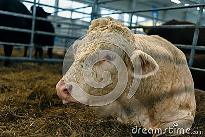 Portrait of a Pedigree Limousin bull, cattle farming and housing, livestock Stock Photo