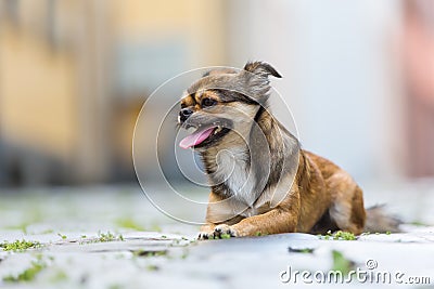 Portrait of a pekinese-chihuahua hybrid dog Stock Photo