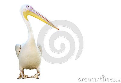 Portrait of a pelican Stock Photo