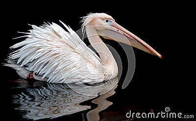 A portrait of a pelican swimming set against a black background, wth a reflection on the rippling water underneath. Stock Photo