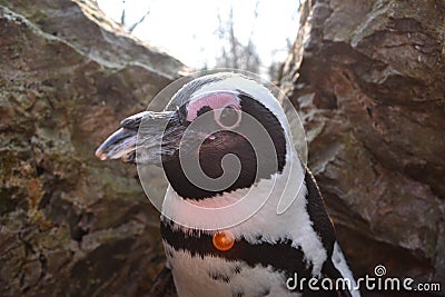 Portrait of penguin from Zoo in Warsaw Stock Photo