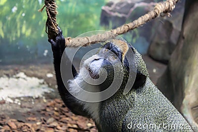 Portrait pensive monkey sits on the ground Stock Photo