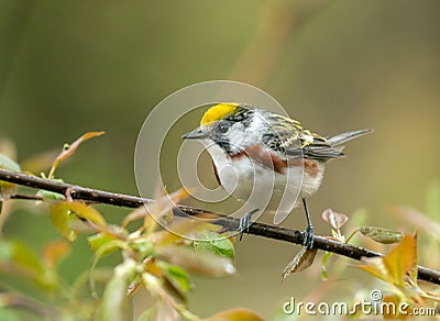 Portrait of a perching Chestnut-sided Warbler,Ontario Stock Photo
