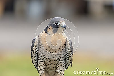 Portrait of a Peregrine Falcon Stock Photo