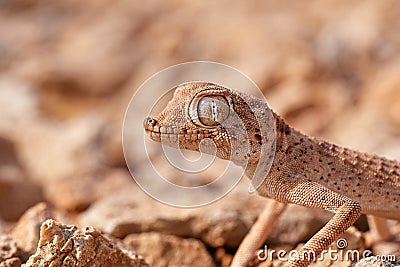 Portrait of the Persian spider gecko, Agamura persica Stock Photo