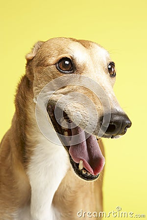 Portrait Of Pet Greyhound Stock Photo