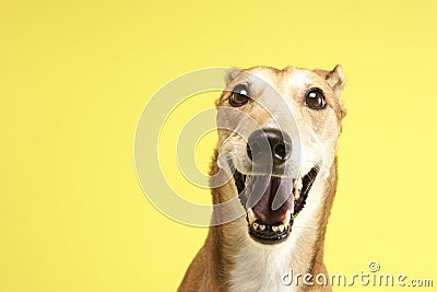 Portrait Of Pet Greyhound Stock Photo