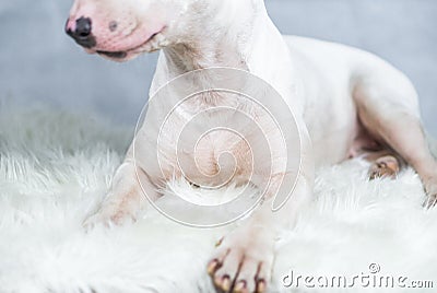 Portrait photo of Bull terrier dog with empty blue space Stock Photo