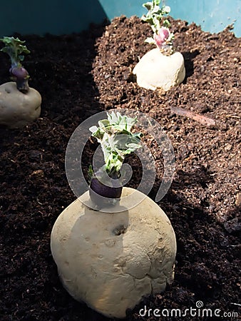 Close up of Epicure potatoes set in a plant pot - container gardening Stock Photo