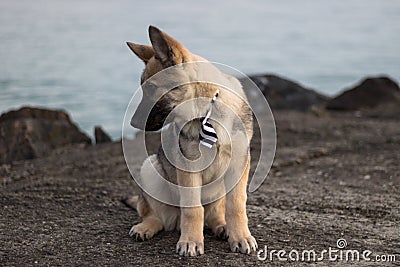 Portrait photo of the dog Ares. Stock Photo