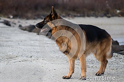Portrait photo of the dog Baron. Stock Photo
