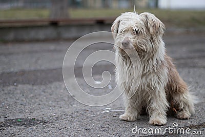 Portrait photo of the homeless dog Ronny. Stock Photo