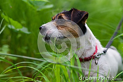 A portrait photo of a jack russell terrier in the woods, full profile. Photo with blurred background and blurred light. Stock Photo