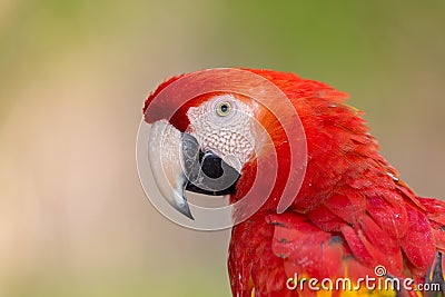 Portrait photo of a Scarlet Macaw Stock Photo