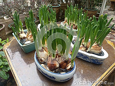 Portrait photo of water narcissus plants, put on some pots can be use on chinesse new year plants Stock Photo