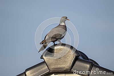 A portrait of a pidgeon at the very top of the ridge of a roof. Stock Photo