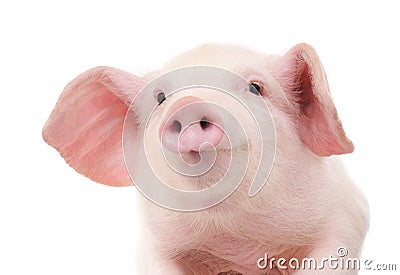 Portrait of a pig Stock Photo