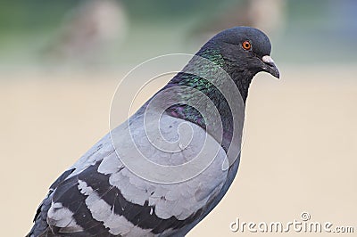 Portrait of pigeon Stock Photo