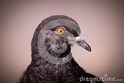 Portrait of a pigeon close up in profile Stock Photo