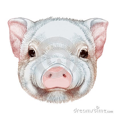 Portrait of Piggy. Cartoon Illustration