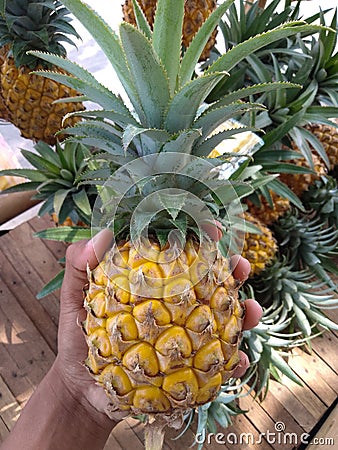 a portrait of a pineapple being held in a man& x27;s hand. pineapple pile background Stock Photo