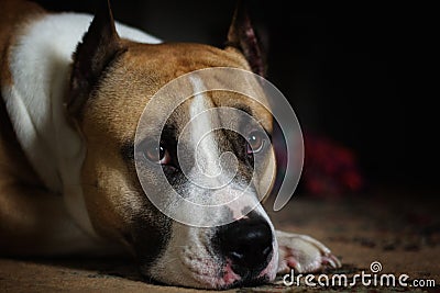 Portrait of a pit bull Stock Photo